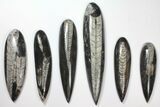 Lot: to Polished Orthoceras Fossils - Pieces #134084-1